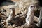 Meerkats sitting among the stones