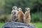 Meerkats Standing on Rock