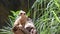 Meerkats while standing on a rock and looking around. Meerkat observing standing looking around