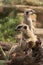 Meerkats standing on tree trunk