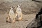 Meerkats stooping looking out for predators