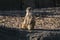 Meerkats sunbathing in a daylight