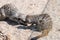 Meerkats suricata suricatta