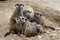 Meerkats (Suricata suricatta)