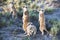 Meerkats - suricata suricatta - in their natural environment in the north of Botswana.