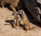 Meerkats Suricata suricatta with young animals