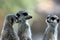 Meerkats or suricates observing the surrounding