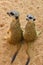 The meerkats or suricates stand back to spectator. Two suricates.