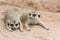 Meerkats or Suricates (Suricata suricatta)