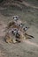 Meerkats watching on a row