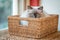 Meet Boris, a Ragdoll cat lying in a rush basket