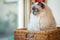 Meet Boris, a Ragdoll cat sitting in a rush basket