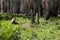 Meet a wild but friendly bear in the forest of Yosemite, California