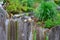 Meeting 2 large snails on the fence