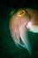 Meeting a cuttlefish in the Lembeh Straits of Indonesia