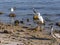 Meeting of Florida Seabirds on a Rocky Shore