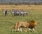 Meeting the lion and lioness in the savannah. National Park. Kenya. Tanzania. Masai Mara. Serengeti.