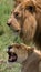 Meeting the lion and lioness in the savannah. National Park. Kenya. Tanzania. Masai Mara. Serengeti.