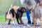 Meeting of three dogs outdoors