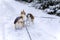 Meeting of two dogs with leash in snowy winter park. Cute puppies Welsh corgi and Cavalier King Charles Spaniel on walk