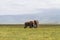 A meeting. Two elephants communicate. Crater NgoroNgoro, Tanzania