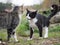 The meeting of two street cats. Nature, summer, green grass