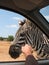 Meeting zebra during safari