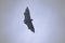 mega bat flying with stretched wings in the open sky