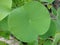 Mega leaf Nelumbo nucifera macro background east indian lotus fine art in high quality prints family nelumbonaceae