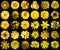 Mega pack of natural and surreal yellow flowers 30 in 1 isolated