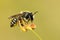 Megachile is a genus of bees in the family Megachilidae