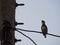 Megalaima Lineata Bird Singing