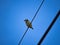 Megalaima Lineata Perched on The Wire