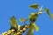 Megalaimidae bird, eating food on a tree branch