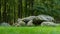 Megalith D7 in the forest of Drenthe