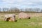 Megalith stones in the Netherlands