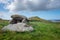 Megalithic site on Millau island on the pink granit coast in Brittany