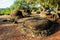 Megalithic stones on Savu island