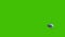 Megalodon Green Screen 4K Back 3D Rendering Animation