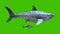 Megalodon and Shark Green Screen 4K 3D Rendering Animation