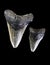 Megalodon Shark Teeth