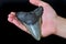 Megalodon shark tooth