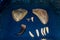 Megalodon Sharks Teeth Fossils Laid Out With Other Sharks Teeth And Blue Plated Background.