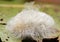 Megalopyge crispata, Black-waved Flannel Moth caterpillar
