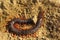 Megarian banded centipede on ground