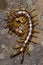 Megarian centipede (Scolopendra cingulata)