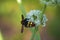 Megascolia maculata. giant wasp on a onion flower. Scola lat. Megascolia maculata is a species of large wasps from the family of