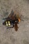 Megascolia maculata. The mammoth wasp.