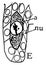 Megaspore Formation Stage 5 vintage illustration