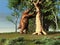 Megatherium, extinct giant sloth from South America